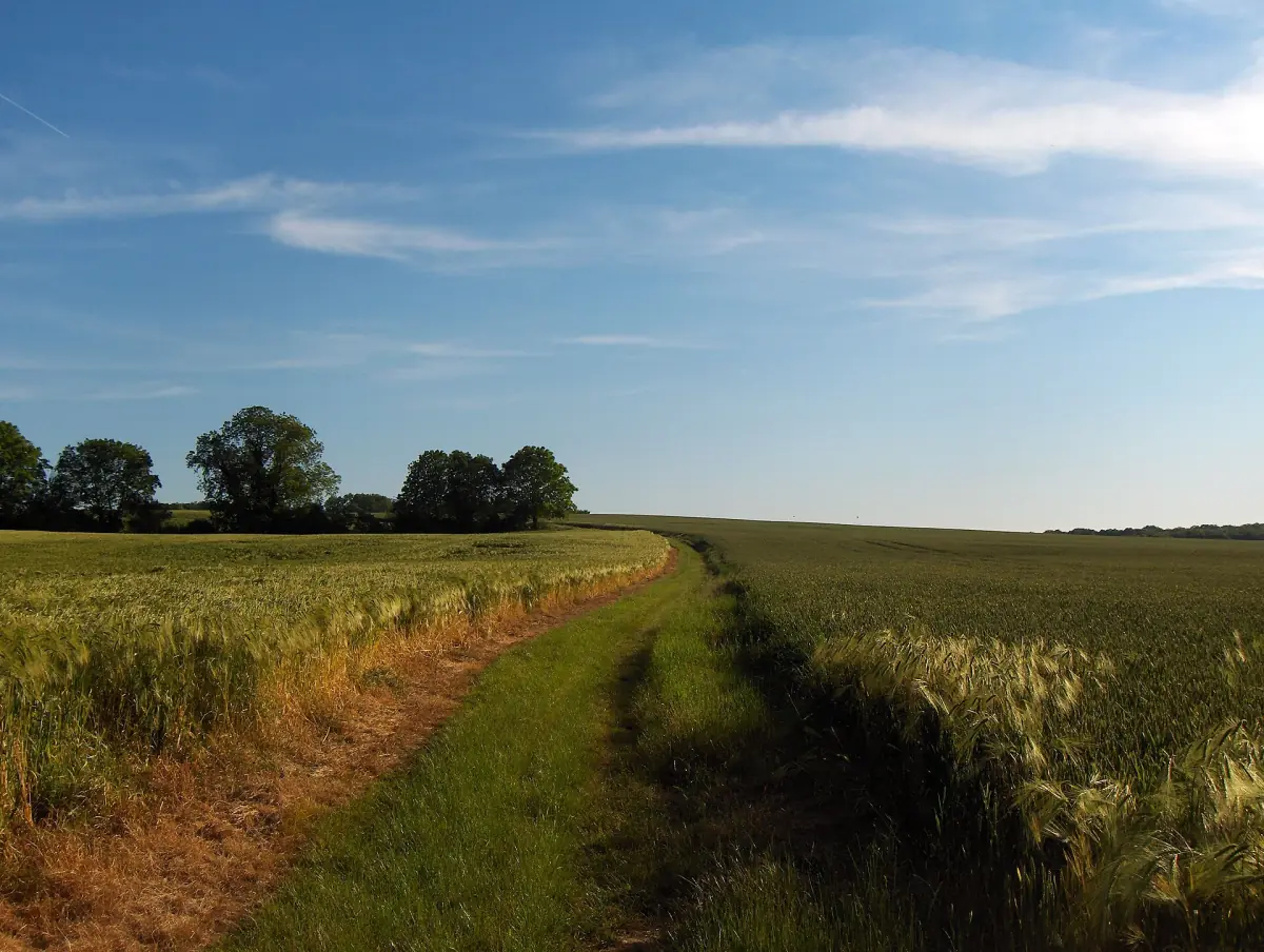 Un chemin entre les champs du Vexin